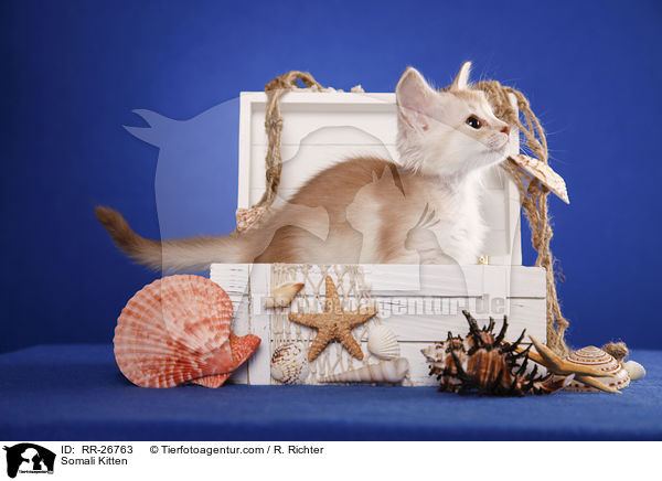 Somali Ktzchen / Somali Kitten / RR-26763