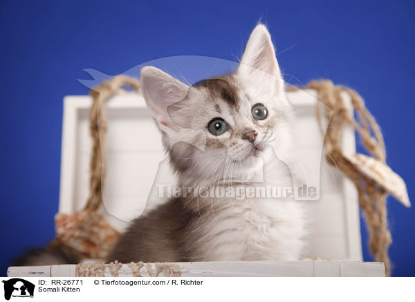 Somali Ktzchen / Somali Kitten / RR-26771