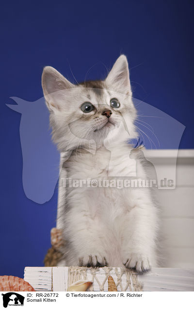 Somali Ktzchen / Somali Kitten / RR-26772