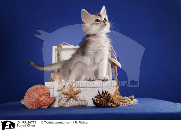 Somali Ktzchen / Somali Kitten / RR-26773