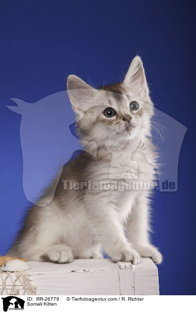 Somali Ktzchen / Somali Kitten / RR-26779