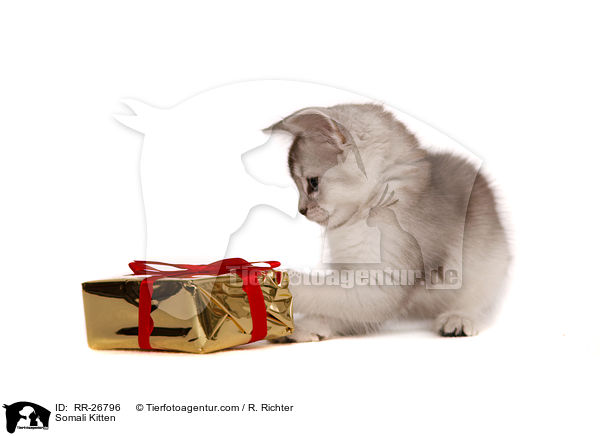 Somali Ktzchen / Somali Kitten / RR-26796