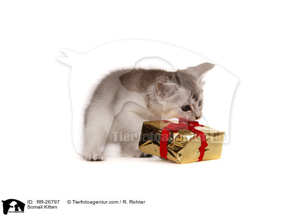 Somali Ktzchen / Somali Kitten / RR-26797