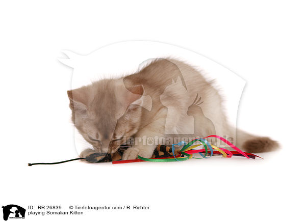 spielendes Somali Ktzchen / playing Somalian Kitten / RR-26839