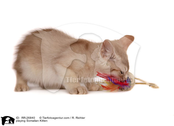 spielendes Somali Ktzchen / playing Somalian Kitten / RR-26840