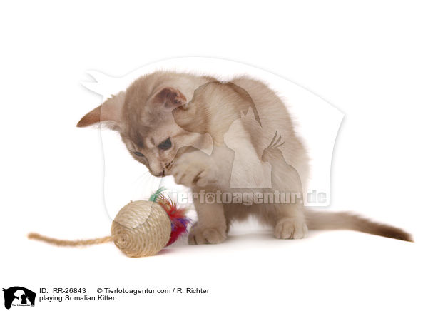 spielendes Somali Ktzchen / playing Somalian Kitten / RR-26843