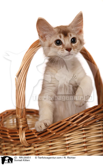 Somali Ktzchen / Somali Kitten / RR-26851