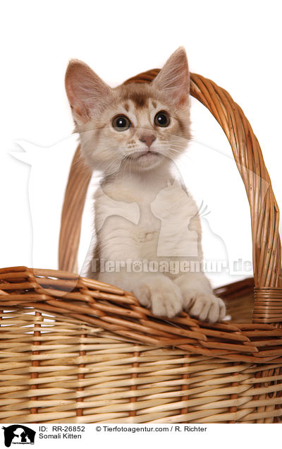 Somali Ktzchen / Somali Kitten / RR-26852