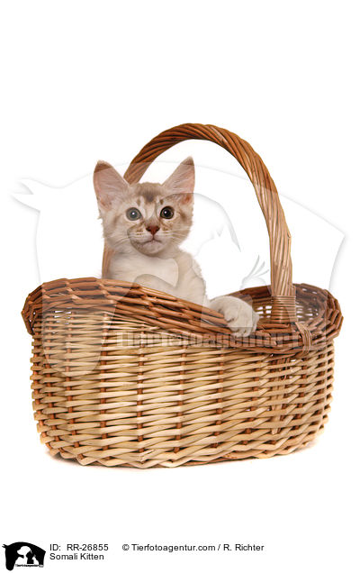 Somali Ktzchen / Somali Kitten / RR-26855