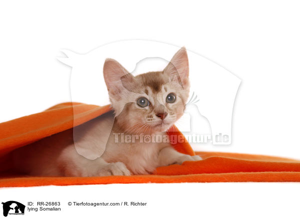 liegende Somali / lying Somalian / RR-26863