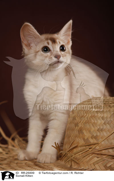 Somali Ktzchen / Somali Kitten / RR-26899