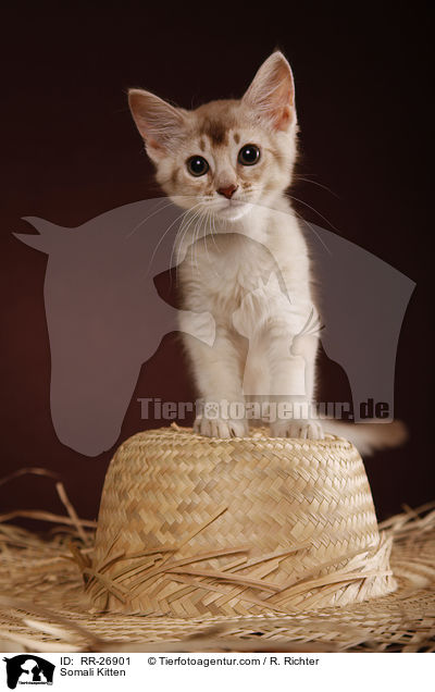 Somali Ktzchen / Somali Kitten / RR-26901