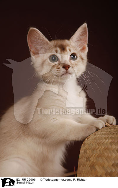 Somali Ktzchen / Somali Kitten / RR-26906