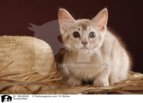 Somali Ktzchen / Somali Kitten / RR-26908