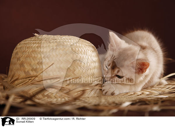 Somali Kitten / RR-26909
