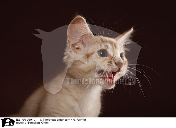 mewing Somalian Kitten / RR-26910