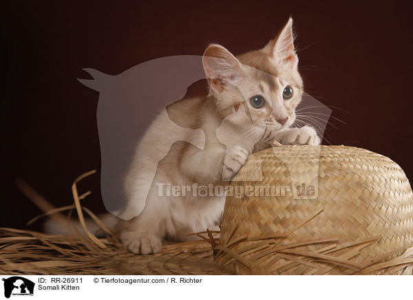 Somali Ktzchen / Somali Kitten / RR-26911