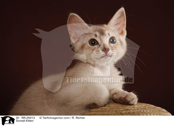Somali Ktzchen / Somali Kitten / RR-26912