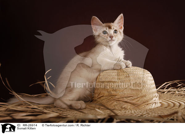 Somali Ktzchen / Somali Kitten / RR-26914