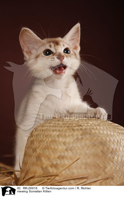 maunzendes Somali Ktzchen / mewing Somalian Kitten / RR-26916