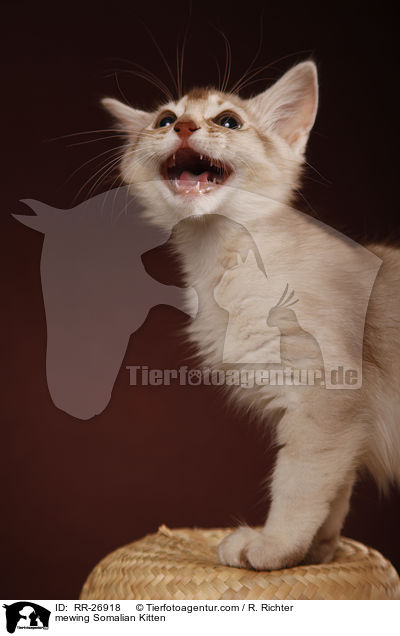 maunzendes Somali Ktzchen / mewing Somalian Kitten / RR-26918