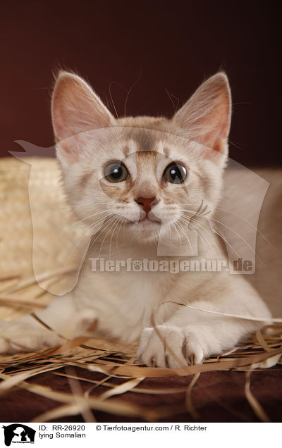 liegende Somali / lying Somalian / RR-26920