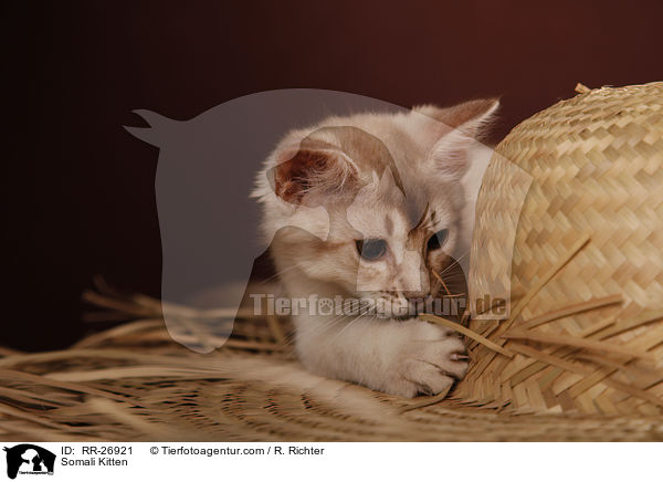 Somali Ktzchen / Somali Kitten / RR-26921