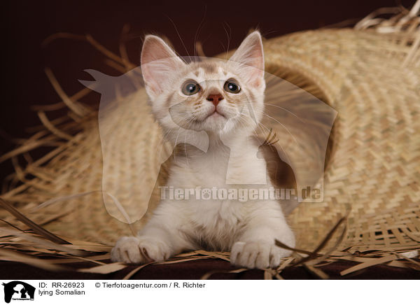 liegende Somali / lying Somalian / RR-26923