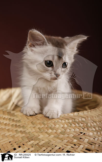 Somali Ktzchen / Somali Kitten / RR-26925