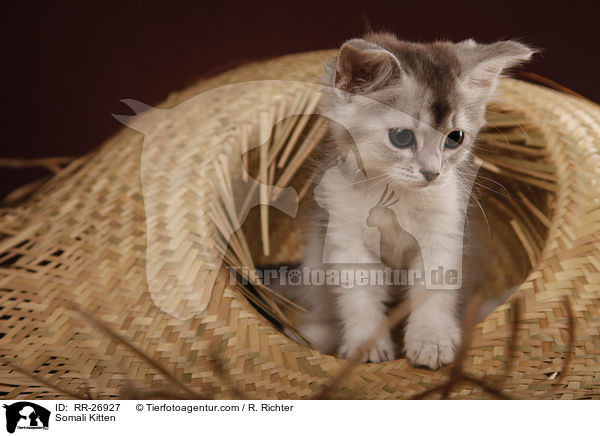 Somali Ktzchen / Somali Kitten / RR-26927