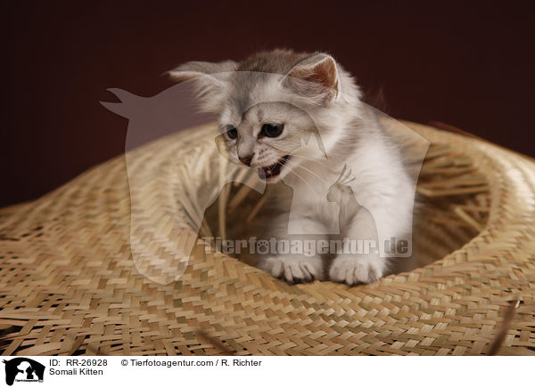 Somali Ktzchen / Somali Kitten / RR-26928