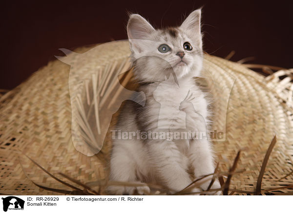 Somali Ktzchen / Somali Kitten / RR-26929