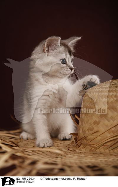 Somali Ktzchen / Somali Kitten / RR-26934