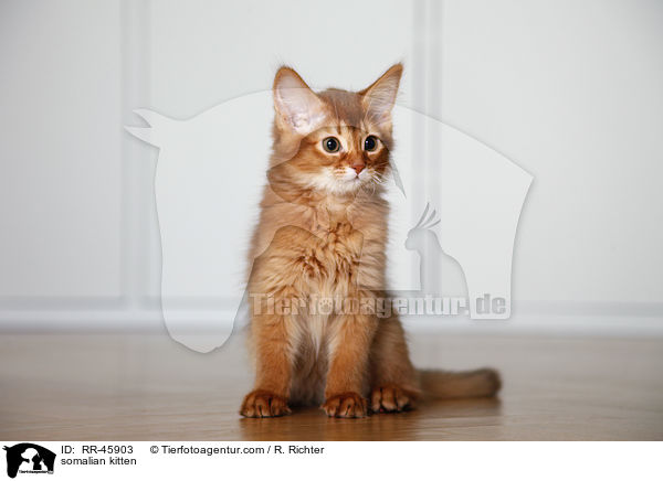 somalian kitten / RR-45903