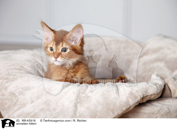 somalian kitten / RR-45916