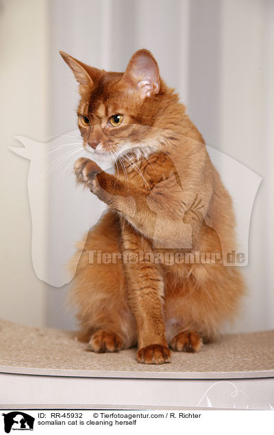 somalian cat is cleaning herself / RR-45932