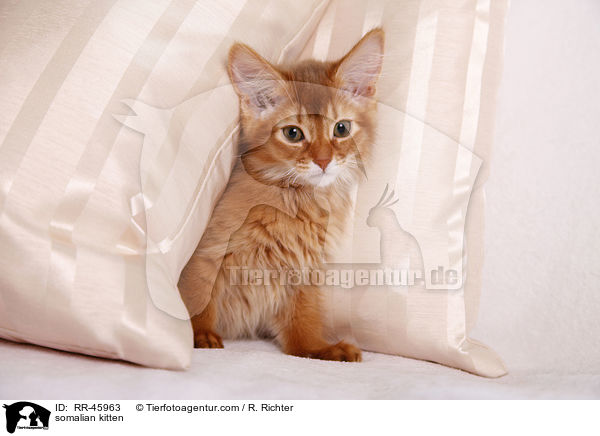 Somali Ktzchen / somalian kitten / RR-45963