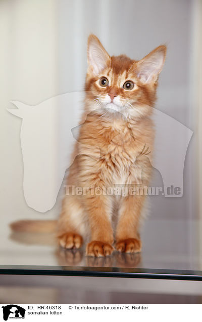 somalian kitten / RR-46318