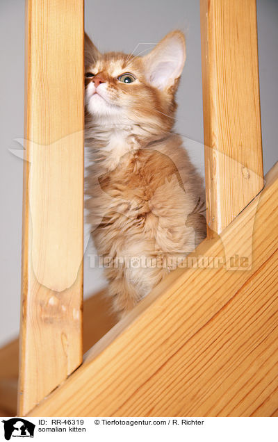 somalian kitten / RR-46319