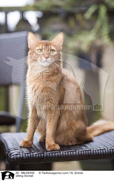 sitting Somali / NN-08458