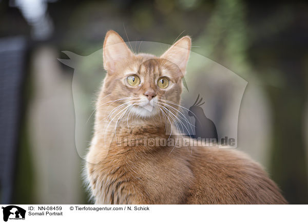 Somali Portrait / NN-08459