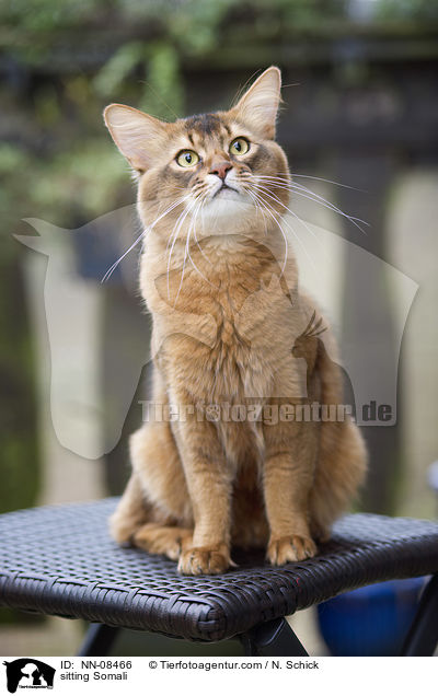 sitting Somali / NN-08466