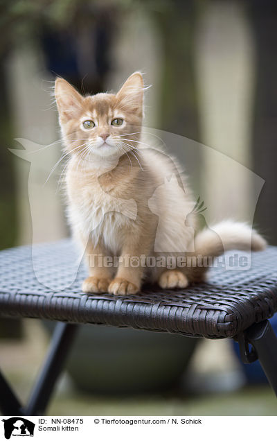 Somali kitten / NN-08475