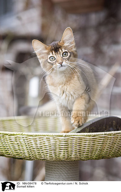Somali kitten / NN-08478