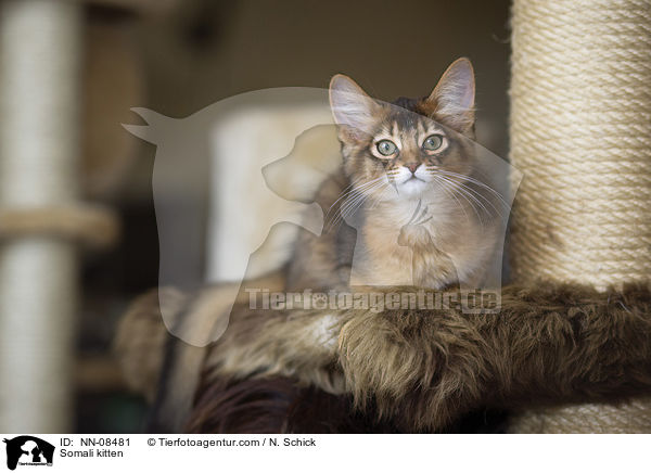 Somali kitten / NN-08481