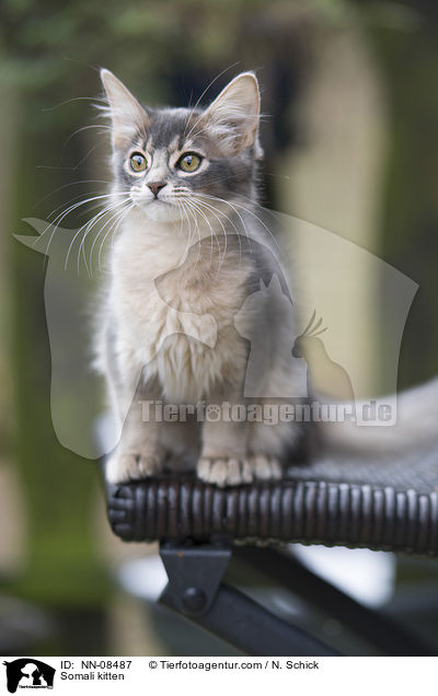 Somali kitten / NN-08487
