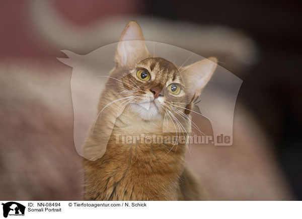 Somali Portrait / NN-08494