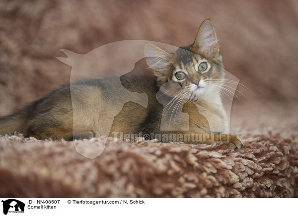 Somali kitten / NN-08507
