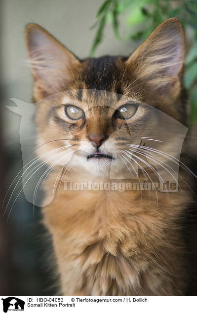 Somali Kitten Portrait / HBO-04053