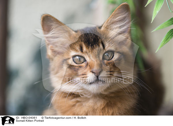 Somali Kitten Portrait / HBO-04061